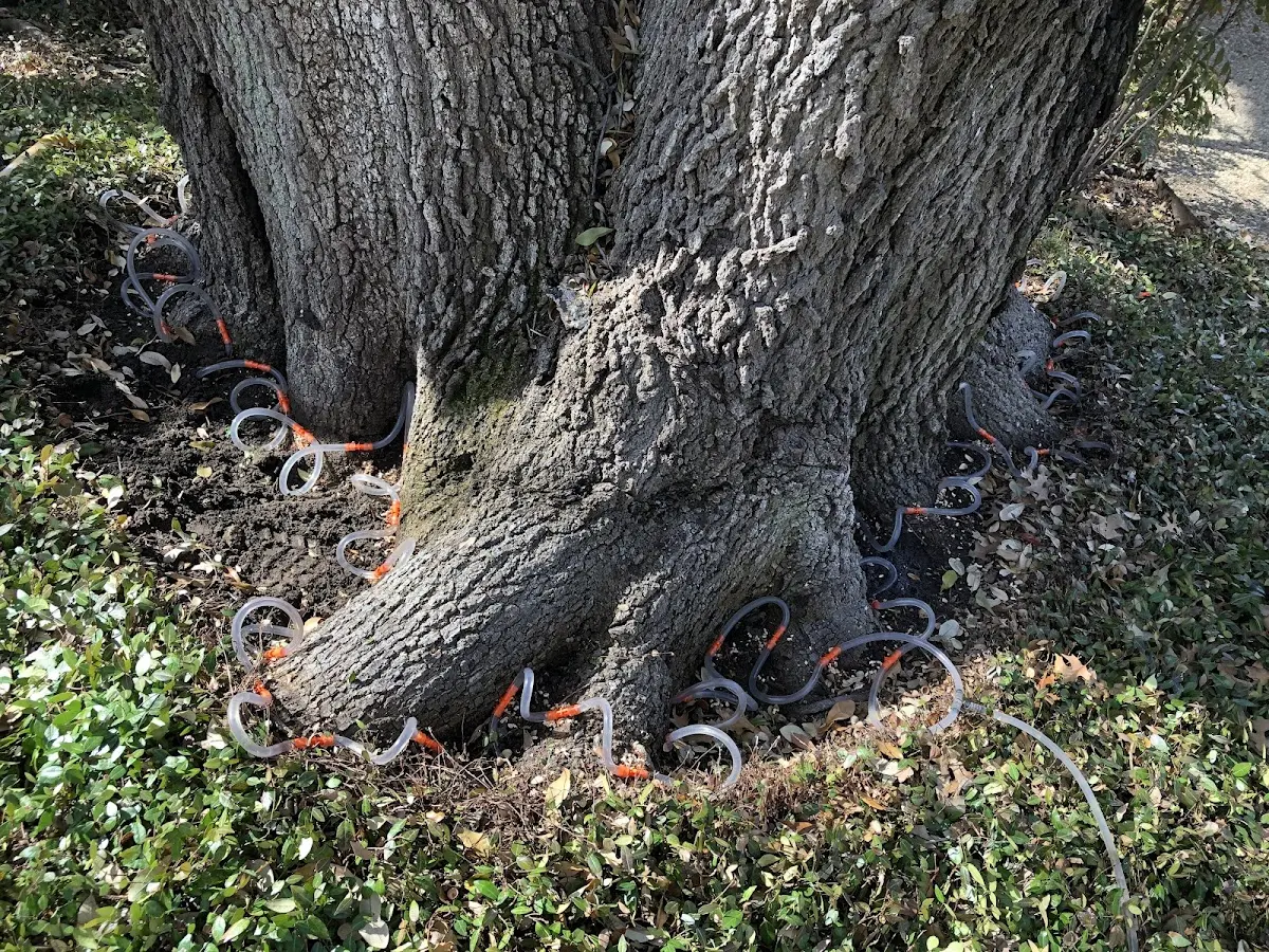 Detailed Tree Cabling and Bracing job site in Rio Rancho