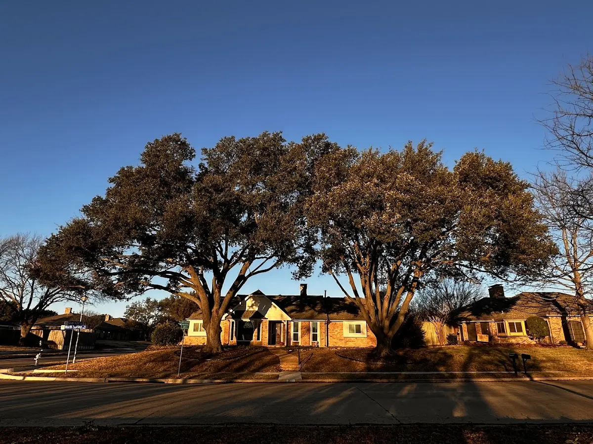 Established residential canopy tree shading a home in Rio Rancho